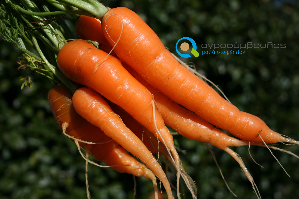 Почему нельзя морковь. Корнеплод моркови. Морковь посевная. Белая морковь. Овощи морковка.