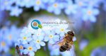 Μελισσοκομικά Φυτά | Μελισσοκομία